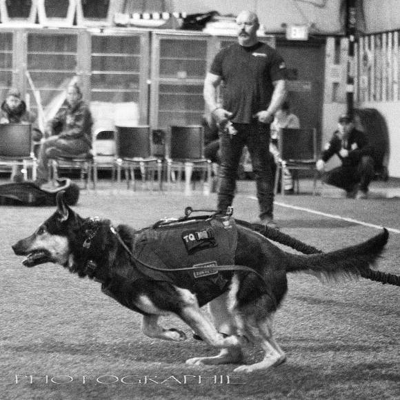 Meet your Posher, Bobby - Picture 1 of 1